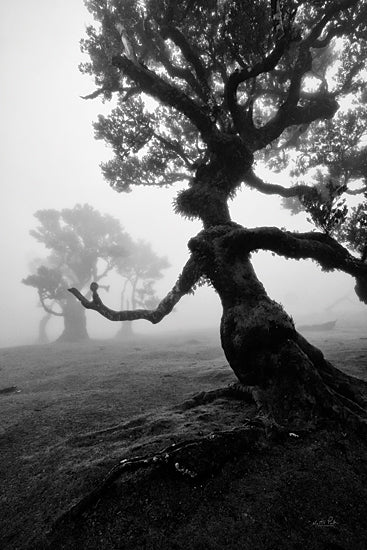 Martin Podt MPP924 - MPP924 - Forest Queen II - 12x18 Photography, Trees, Forest, Landscape, Fog, Black & White from Penny Lane