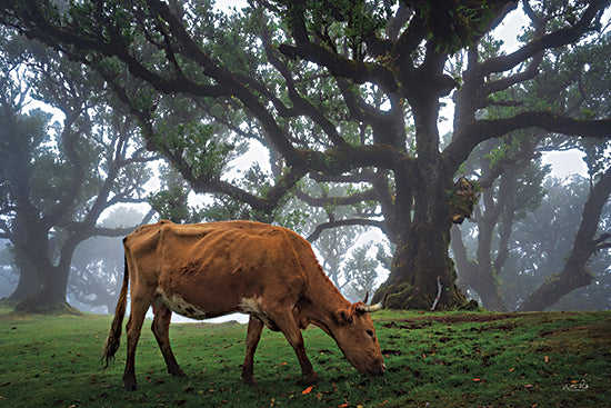 Martin Podt MPP932 - MPP932 - Cow in the Fog - 18x12 Photography, Cow, Grazing, Trees, Pasture, Fog, Nature from Penny Lane