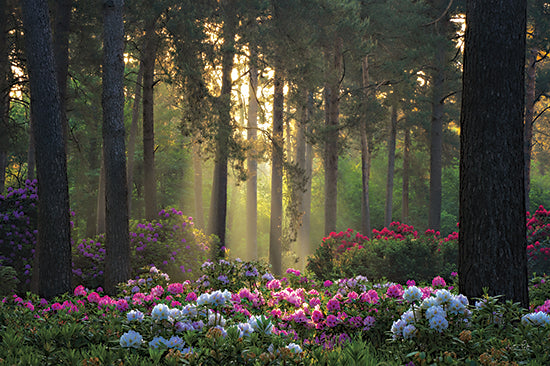 Martin Podt MPP942 - MPP942 - Flowers in the Forest - 18x12 Photography, Flowers, Trees, Forest, Landscape, Sunlight, Wildflowers, Nature from Penny Lane