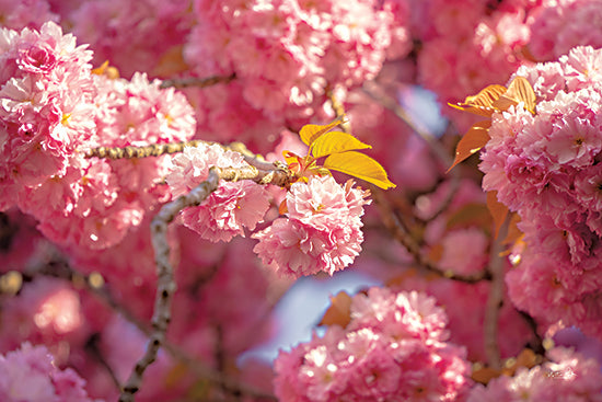 Martin Podt MPP945 - MPP945 - Cherry Blossoms - 18x12 Photography, Pink Flowering Tree, Tree, Spring, Spring Tree from Penny Lane