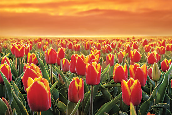 Martin Podt MPP947 - MPP947 - Tulips on Fire - 18x12 Photography, Flowers, Tulips, Red and Yellow Tulips, Spring, Spring Flowers, Tulip Field, Sun, Nature from Penny Lane