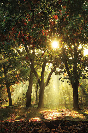Martin Podt MPP949 - MPP949 - Autumn Light    - 12x18 Photography, Trees, Fall, Landscape, Forest, Leaves, Sunlight from Penny Lane