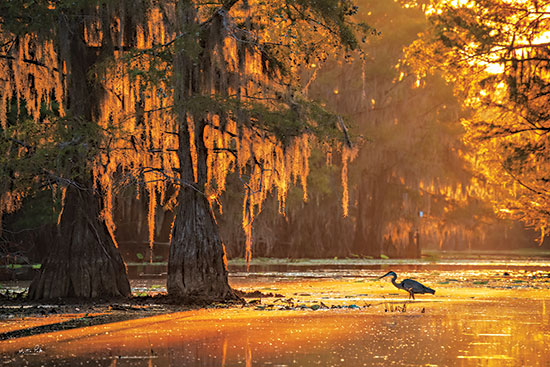 Martin Podt MPP957 - MPP957 - Sunrise in the Swamp - 18x12 Photography, Sunrise, Swamp, Heron, Trees, Coastal, Landscape from Penny Lane