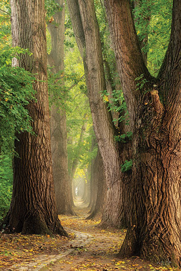 Martin Podt MPP962 - MPP962 - See the Forest - 12x18 Photography, Trees, Forest, Path, Landscape, Nature from Penny Lane
