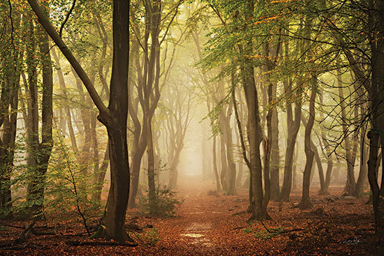 Martin Podt MPP963 - MPP963 - Path of Peace - 18x12 Photography, Trees, Forest, Path, Landscape, Nature, Leaves, Fall from Penny Lane