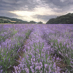 MPP965 - Field of Lavender - 12x12