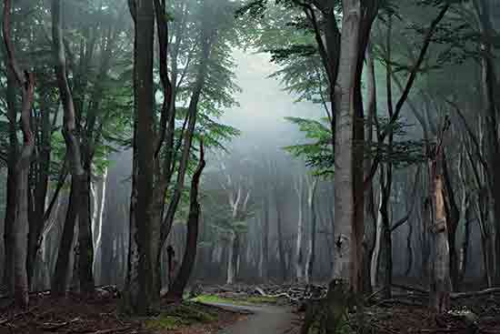 Martin Podt MPP981 - MPP981 - Mooooood - 18x12 Photography, Landscape, Trees, Forest, Path, Fog, Moss, Sunlight, Winding Path from Penny Lane