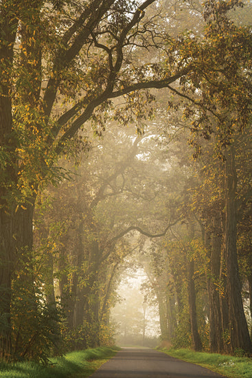 Martin Podt MPP989 - MPP989 - Moody Treescape - 12x18 Photography, Landscape, Trees, Road, Path, Sunlight, Fog, Grass, Moody Treescape from Penny Lane