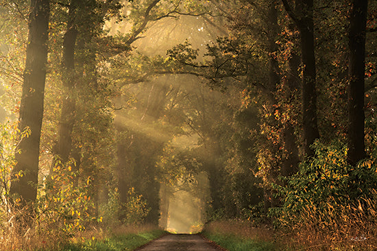 Martin Podt MPP990 - MPP990 - Moody Morning - 18x12 Photography, Landscape, Trees, Road, Path, Sunlight, Fog, Grass, Bushes, Moody Morning from Penny Lane