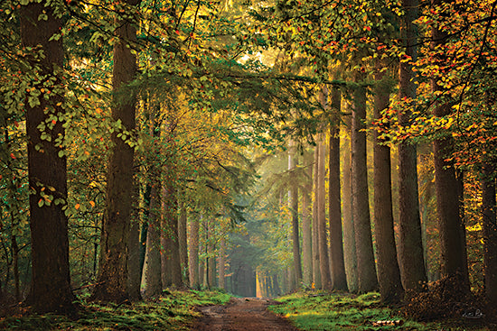 Martin Podt MPP991 - MPP991 - Time of Change - 18x12 Photography, Landscape, Trees, Forest, Path, Sunlight, Leaves, Grass, Nature, Time of Change from Penny Lane