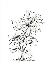 NOR267 - Sunflower Charcoal Sketch    - 12x16
