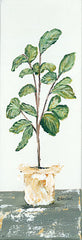 REAR304 - Fig Tree - 6x18