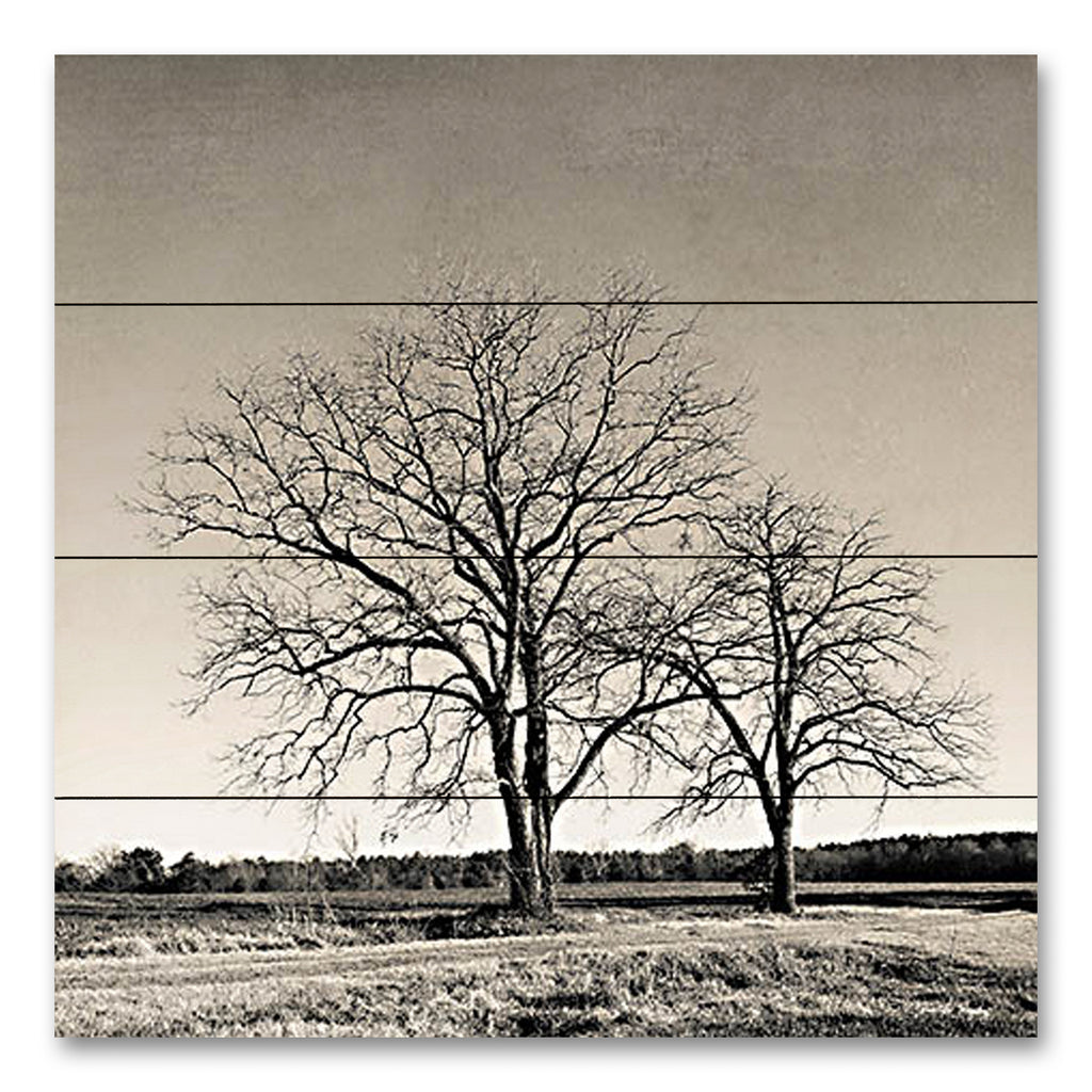 Jennifer Rigsby RIG104PAL - RIG104PAL - Tree No. 57 - 12x12 Trees, Landscape, Photography, Sepia from Penny Lane