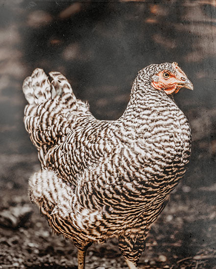 Jennifer Rigsby RIG216 - RIG216 - Henrietta - 12x16 Photography, Chicken, Farm Animal from Penny Lane