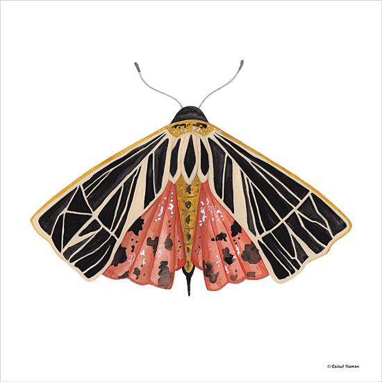 Rachel Nieman RN326 - RN326 - Naturally Wonderful Moth - 12x12 Moth, Insects, Nature from Penny Lane