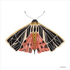 RN326 - Naturally Wonderful Moth - 12x12