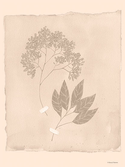 Rachel Nieman RN335 - RN335 - Tearstained Florals I - 12x16 Flowers, Leaves, Pressed Flowers, Pressed Leaves, Silhouettes, Tea-Stained, Botanical Study from Penny Lane