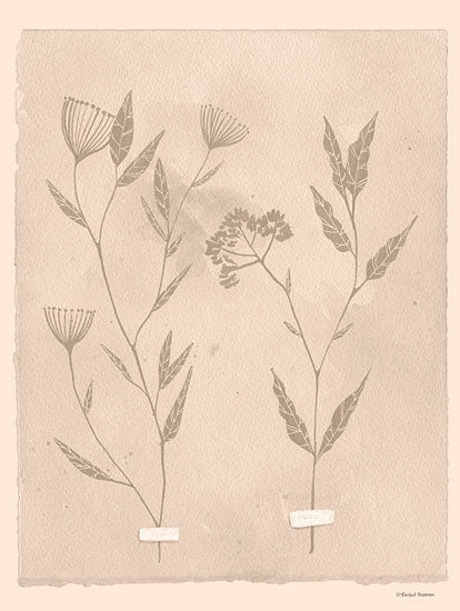 Rachel Nieman RN337 - RN337 - Tearstained Florals III - 12x16 Flowers, Leaves, Pressed Flowers, Pressed Leaves, Silhouettes, Tea-Stained, Botanical Study from Penny Lane