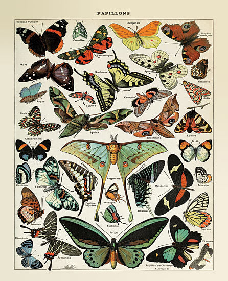 Susan Ball SB1078 - SB1078 - Papillons 1   - 12x16 Butterflies, Papillons, French, Chart, Typography, Signs, Textual Art, Nature from Penny Lane