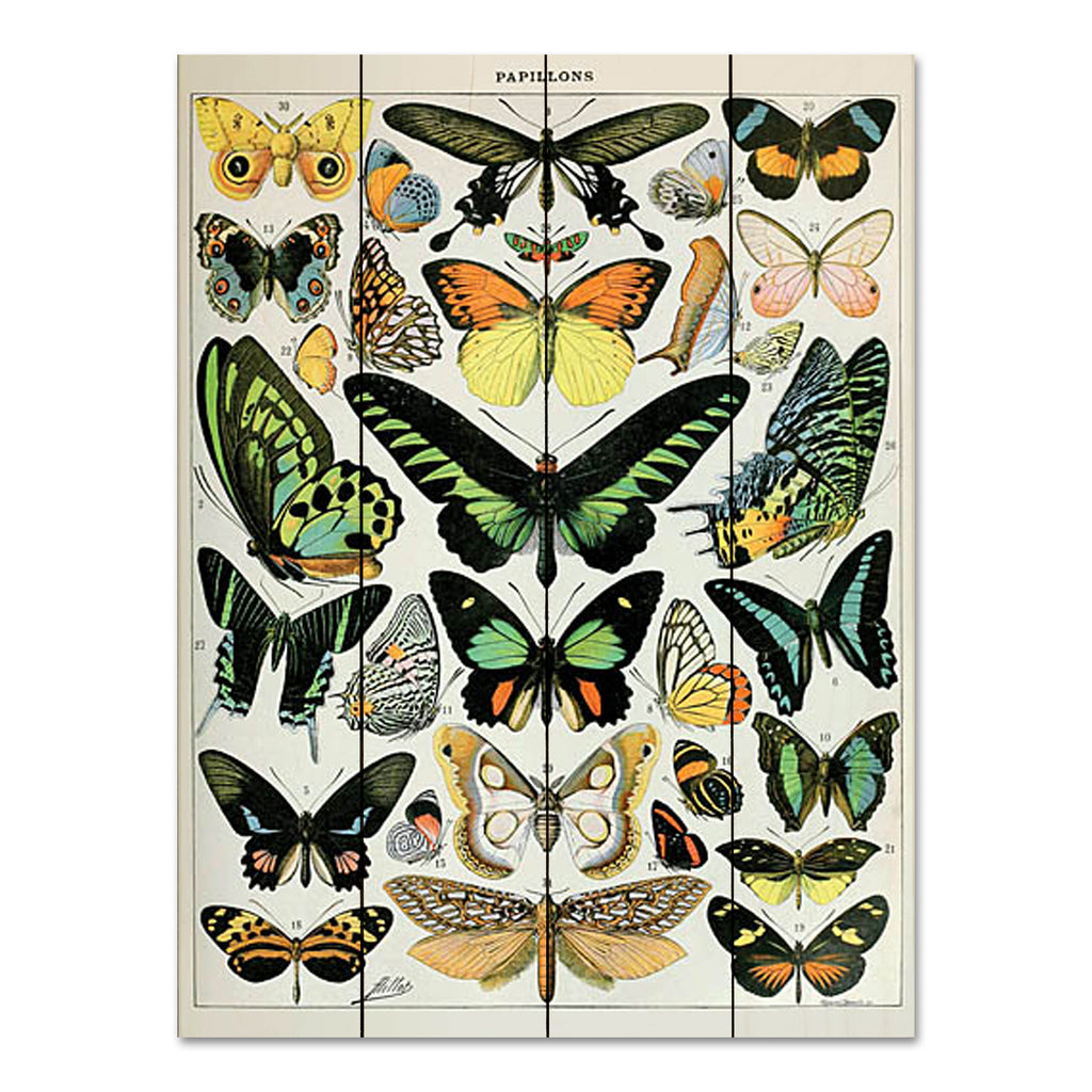 Susan Ball SB1079PAL - SB1079PAL - Papillons 2   - 12x16 Butterflies, Papillons, French, Chart, Typography, Signs, Textual Art, Nature from Penny Lane