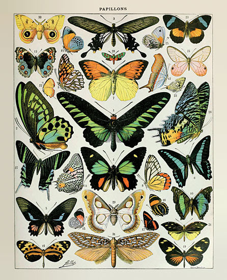 Susan Ball SB1079 - SB1079 - Papillons 2   - 12x16 Butterflies, Papillons, French, Chart, Typography, Signs, Textual Art, Nature from Penny Lane