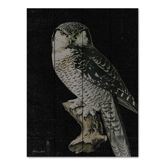 SB1125PAL - Moody Owl - 12x16