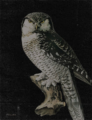 SB1125 - Moody Owl - 12x16
