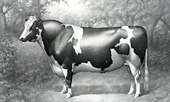 SDS1029 - The Bull - 18x12