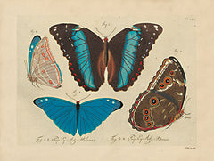SDS1172 - Vintage Butterflies 1 - 16x12