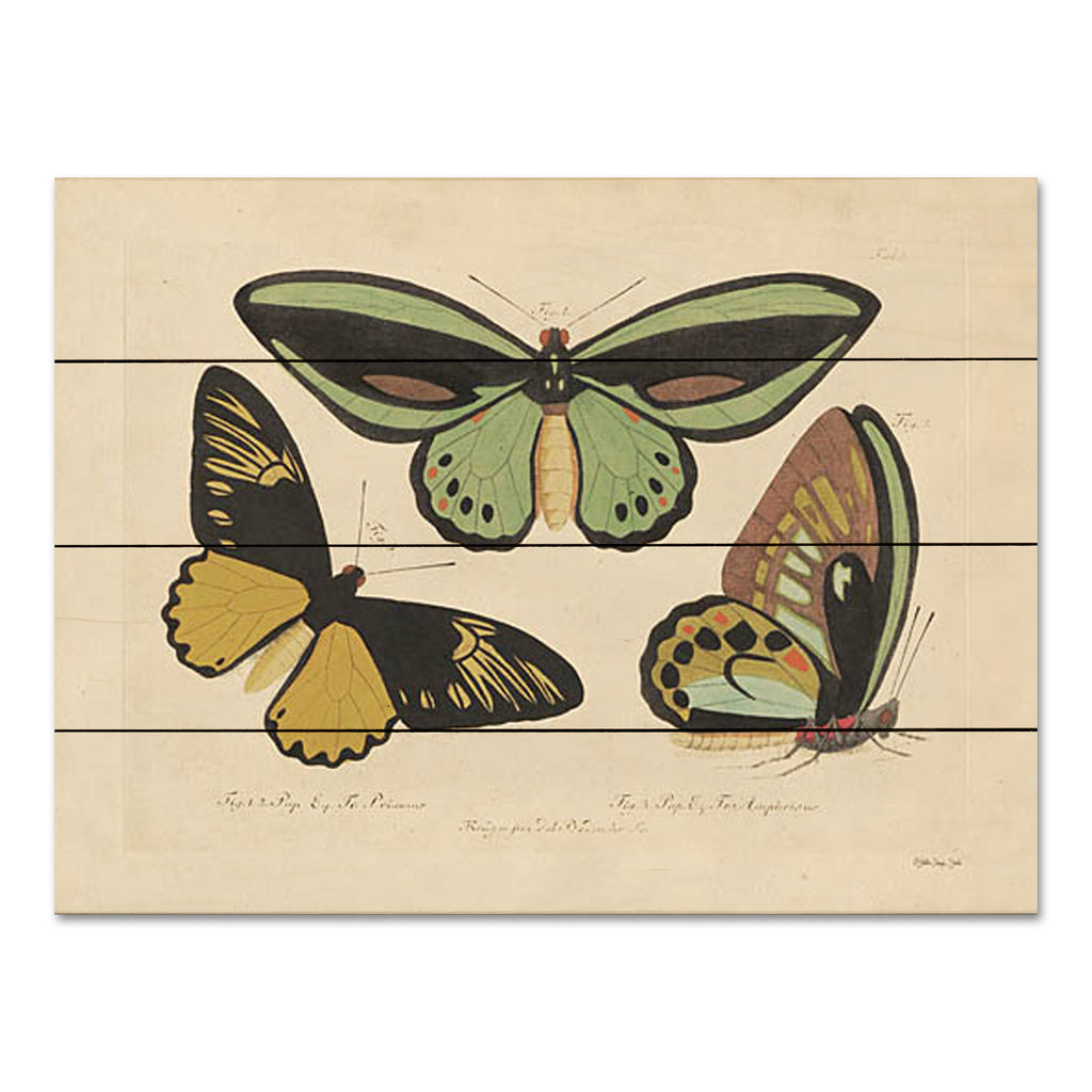 Stellar Design Studio SDS1174PAL - SDS1174PAL - Vintage Butterflies 3 - 16x12 Butterflies, Vintage Chart, Typography from Penny Lane