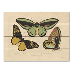 SDS1174PAL - Vintage Butterflies 3 - 16x12