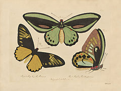 SDS1174 - Vintage Butterflies 3 - 16x12