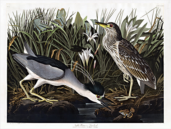 Stellar Design Studio SDS1192 - SDS1192 - Audubon Night Heron     - 16x12 Coastal, Herons, Birds, Nautical, Tropical, Landscape from Penny Lane