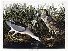 SDS1192 - Audubon Night Heron     - 16x12