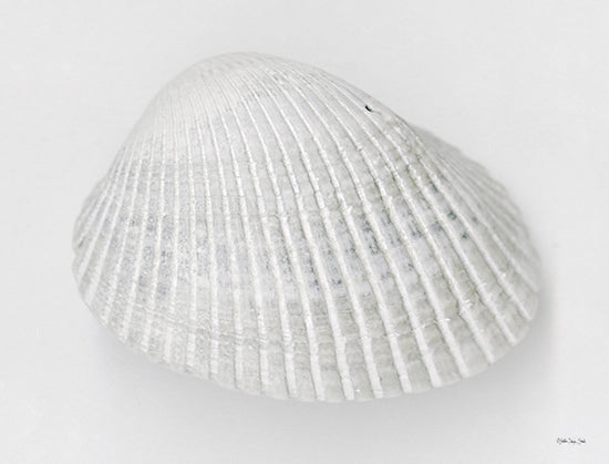 Stellar Design Studio SDS1286 - SDS1286 - Soft Scallop 1 - 16x12 Coastal, Shell, Scallop Shell, White from Penny Lane