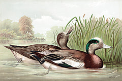 SDS1418 - Resting Duck 1 - 18x12