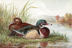 SDS1419 - Resting Duck 2 - 18x12
