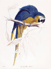 SDS1431 - Blue Macaw - 12x16