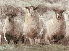 SDS294 - Three Sheep - 16x12