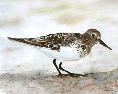 SDS295 - Sandpiper 1 - 16x12