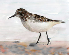 SDS296 - Sandpiper 2 - 16x12