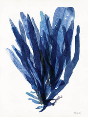 SDS477 - Transparent Indigo Sea Grass II - 12x16