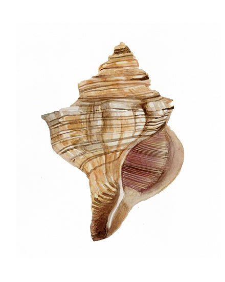 Stellar Design Studio SDS489 - SDS489 - Neutral Shell Collection 1   - 12x16 Shell, Coastal, Seashell from Penny Lane