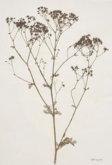 SDS869 - Herbarium Collection 1 - 12x18