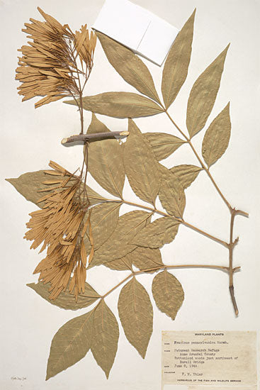 Stellar Design Studio SDS900 - SDS900 - Herbarium 1 - 12x18 Herbarium, Collection of Preserved Plants, Scientific Studies, Leaves, Collection, Botanical, Photography from Penny Lane