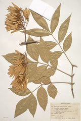SDS900 - Herbarium 1 - 12x18