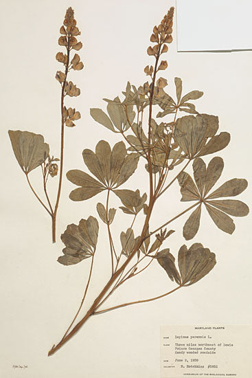Stellar Design Studio SDS901 - SDS901 - Herbarium 2 - 12x18 Herbarium, Collection of Preserved Plants, Scientific Studies, Leaves, Collection, Botanical, Photography from Penny Lane
