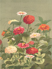 SDS949 - Antique Botanical Collection 1 - 12x18