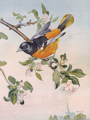 SDS962 - Spring Song Bird - 12x16