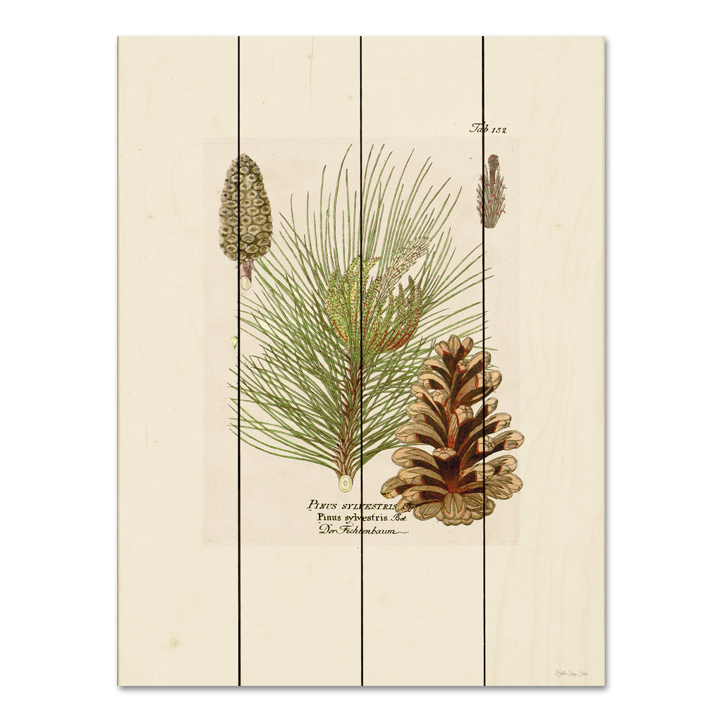 Stellar Design Studio SDS976PAL - SDS976PAL - Vintage Pine Cone - 12x16 Nature, Pine Cones, Pine Needles, Chart, Typography from Penny Lane